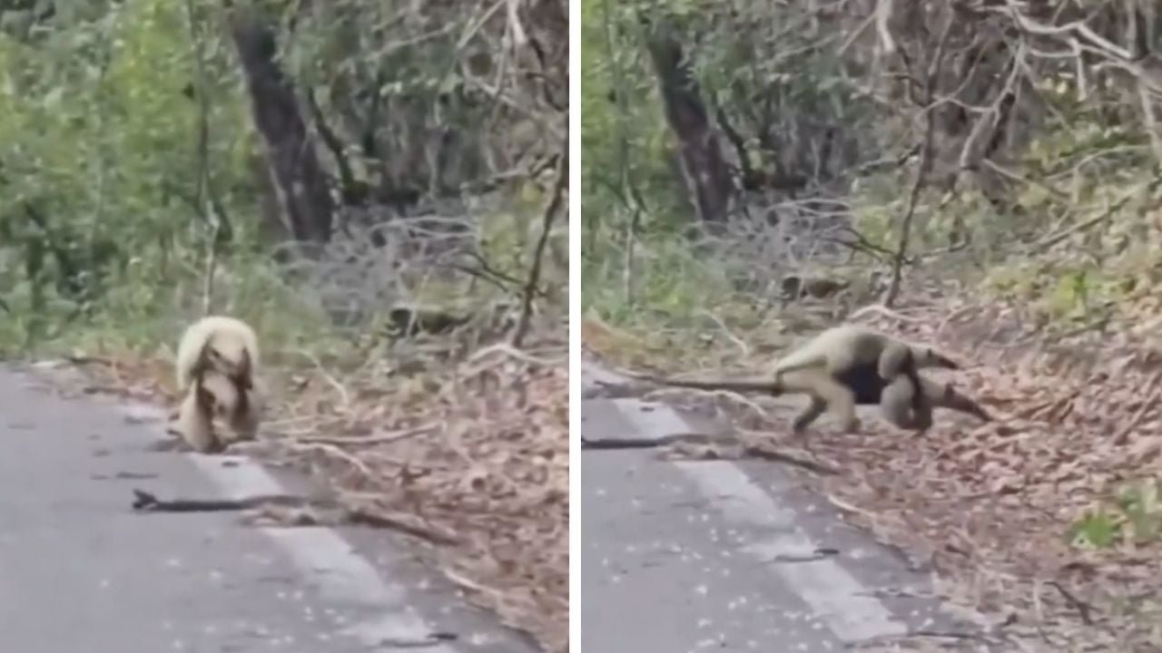 Captan tierno momento de una osa hormiguero con su cría en Calakmul; VIDEO desata comentarios en redes