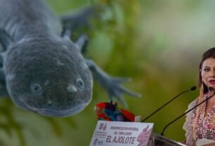 La lucha de los científicos contra la extinción del ajolote en su hábitat natural: ‘La gente no tiene conciencia’