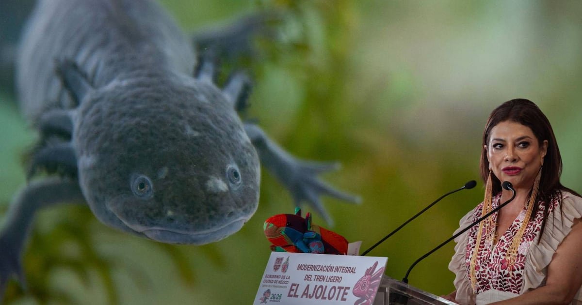 La lucha de los científicos contra la extinción del ajolote en su hábitat natural: ‘La gente no tiene conciencia’