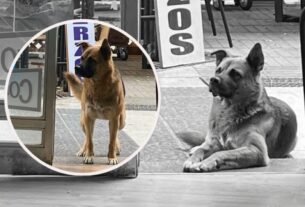 LOMITO VIRAL: perrito visita un restaurante todos los días a la misma hora… ¡y ahora lleva a sus amigos!