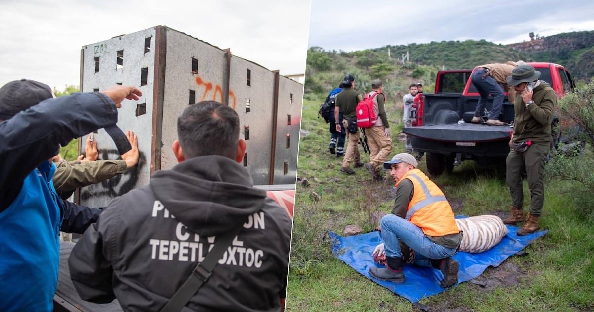 Acusan a Profepa de montaje en caso del tigre Kenzo: Así habría sido el fallido operativo de rescate